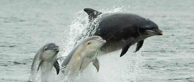 chanonry point dolphins